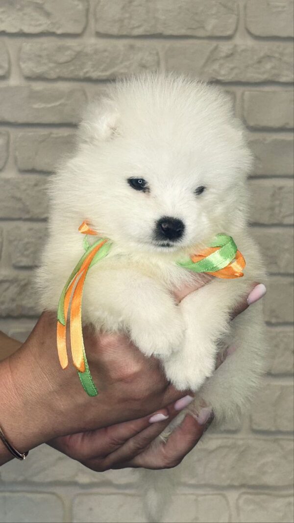 Snowy Samoyed