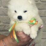 Snowy-female-Samoyed-puppy-for-sale-2