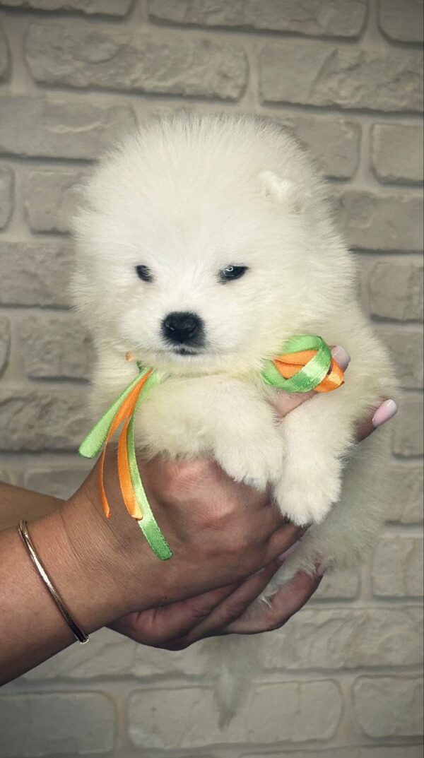 Snowy Samoyed