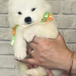 Snowy-female-Samoyed-puppy-for-sale-3