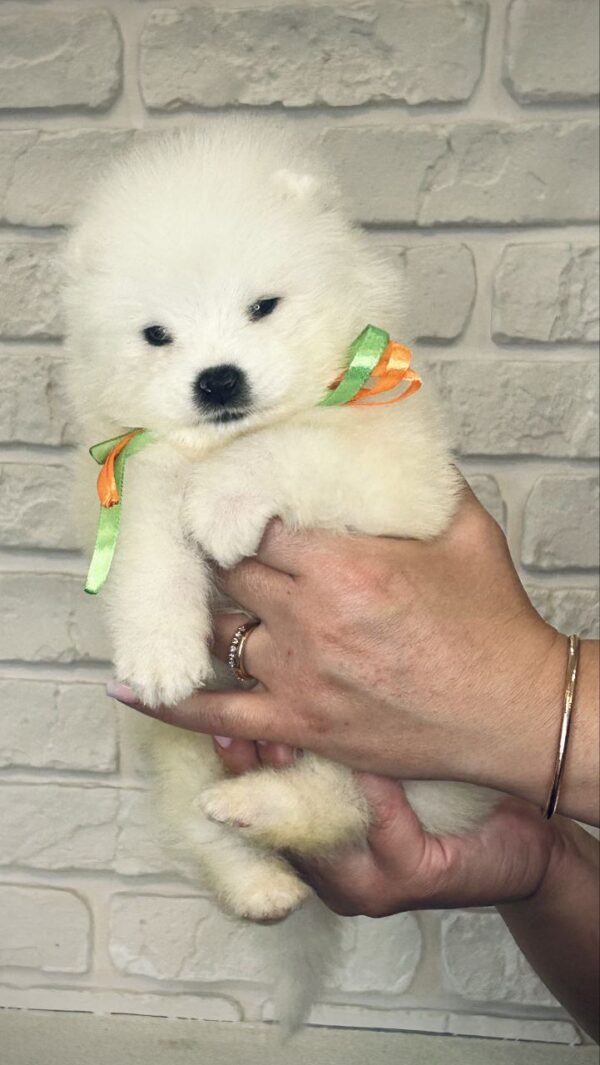 Snowy Samoyed