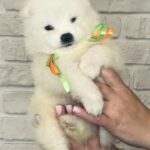 Snowy-female-Samoyed-puppy-for-sale-4