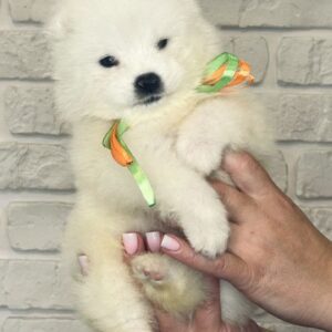 Snowy Samoyed