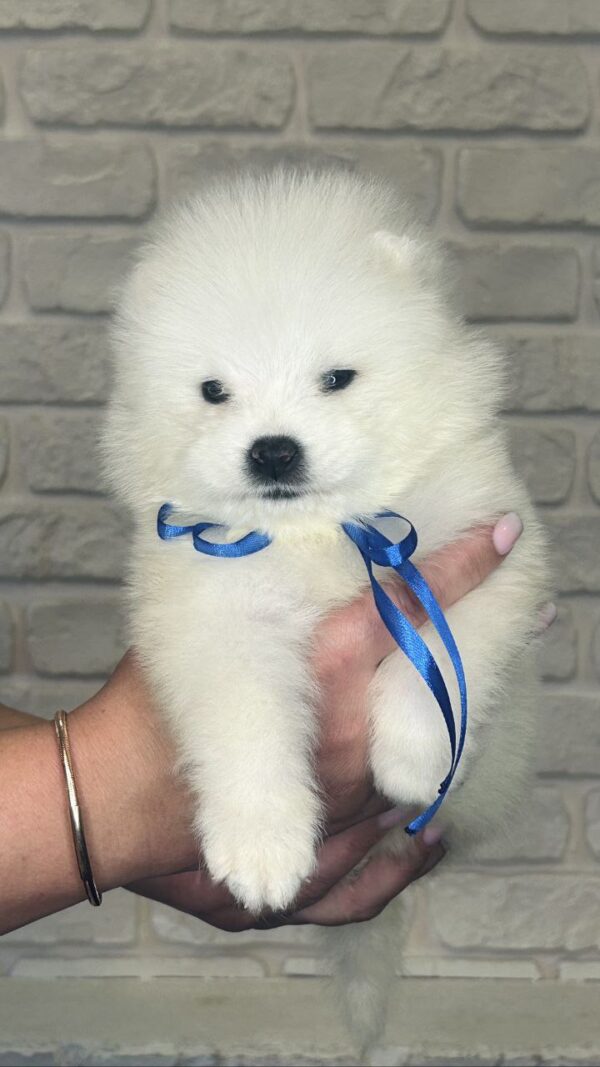 Sonic Samoyed