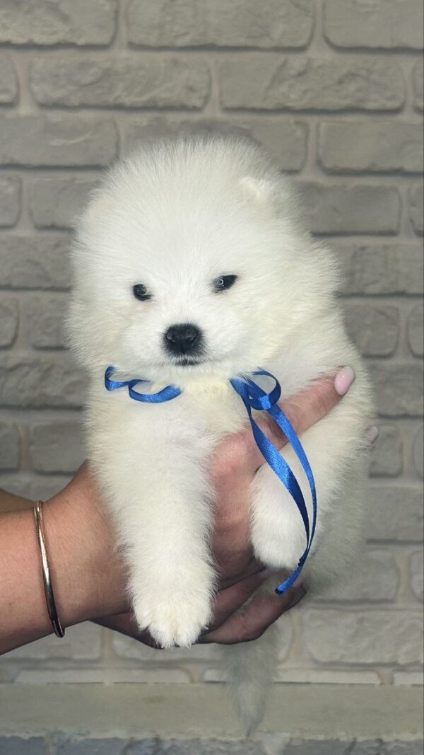 Sonic Samoyed