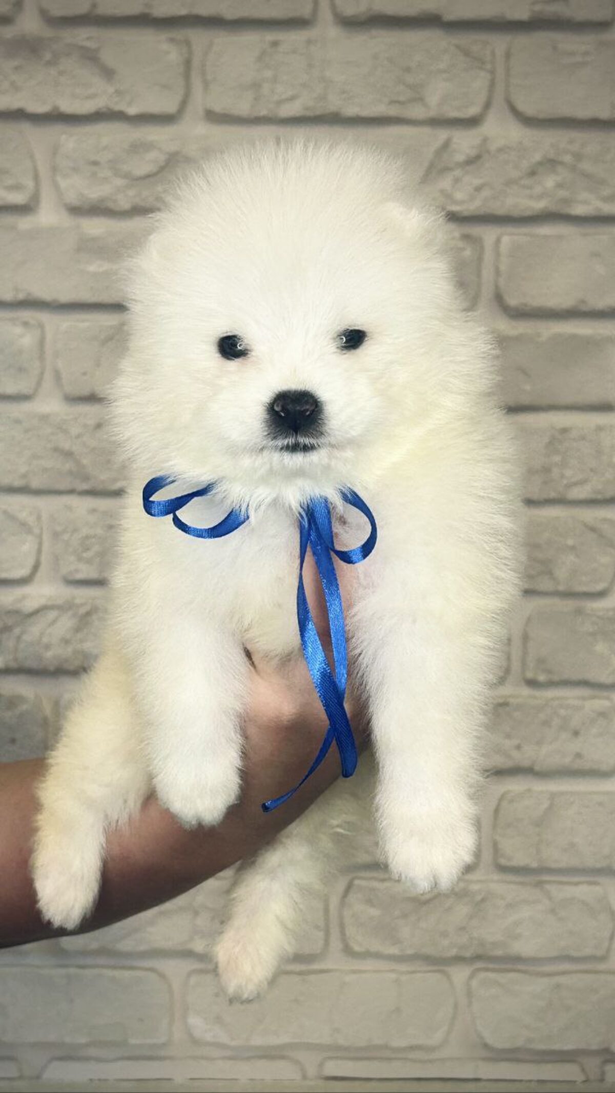 Samoyed Little Live Pets White Dog Dog Breeds White Teacup Dog For