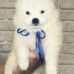 Spike Samoyed