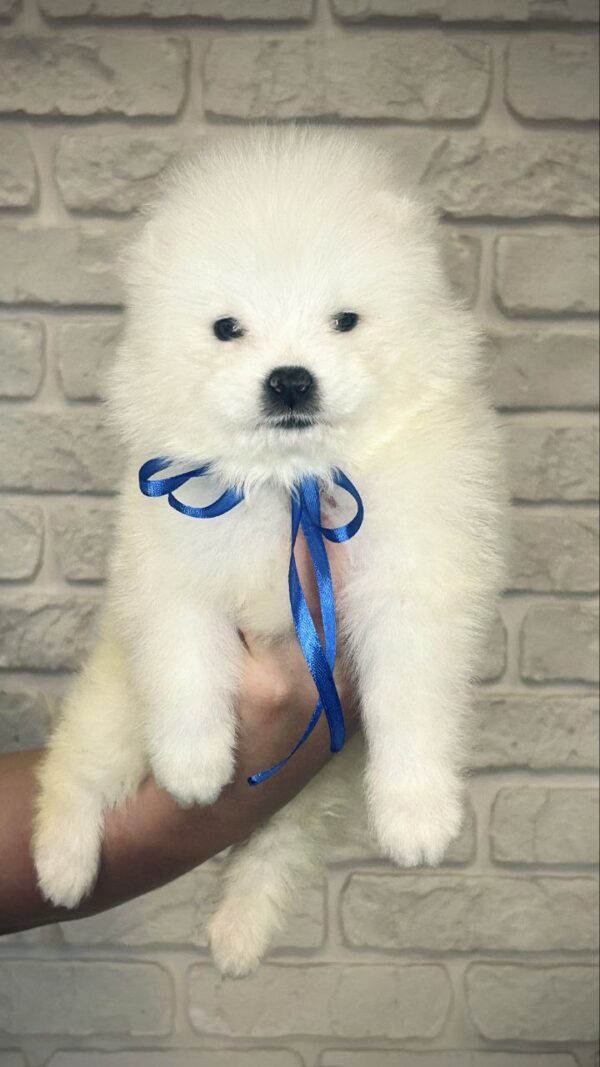 Sonic Samoyed