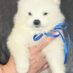 Sonic Samoyed