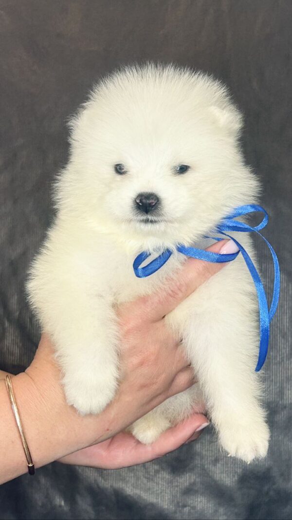 Sonic Samoyed