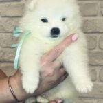 Spike-male-Samoyed-puppy-for-sale-1
