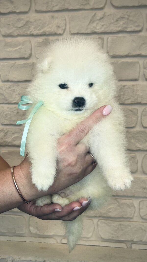 Spike Samoyed