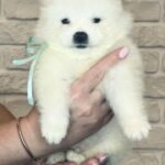 Spike-male-Samoyed-puppy-for-sale-2