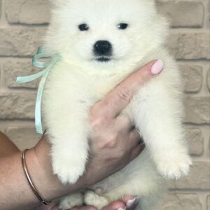 Spike Samoyed
