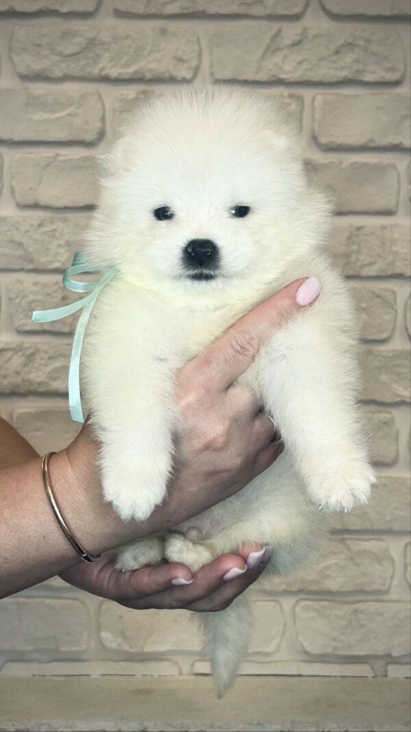 Spike Samoyed
