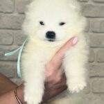 Spike-male-Samoyed-puppy-for-sale-3