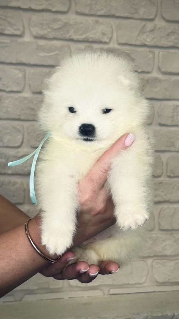 Spike Samoyed
