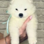 Spike-male-Samoyed-puppy-for-sale-4