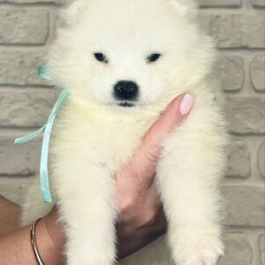 Spike Samoyed