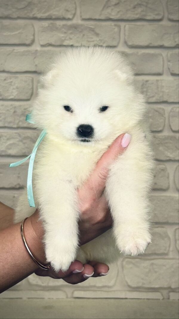 Spike Samoyed