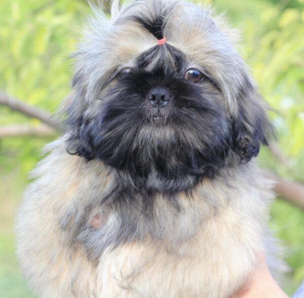 Stessi Shih Tzu