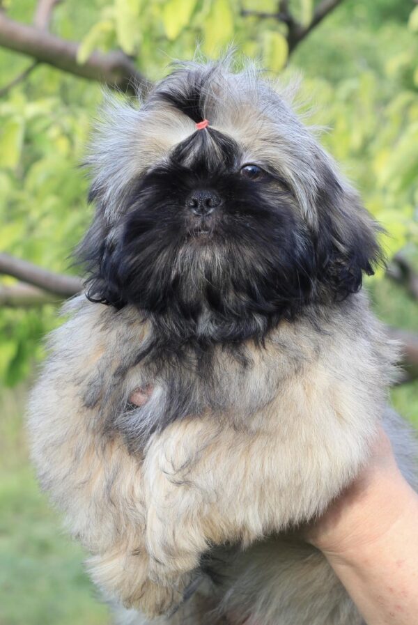 Stessi Shih Tzu