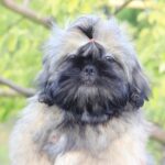 Ronald Shih Tzu