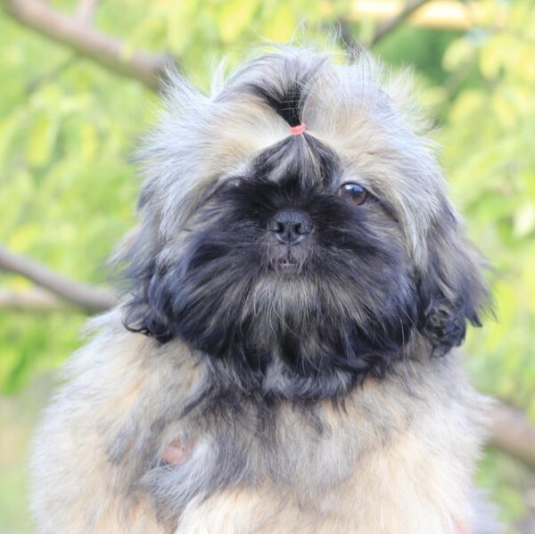 Stessi Shih Tzu