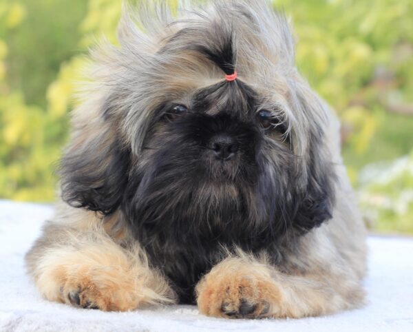 Stessi Shih Tzu
