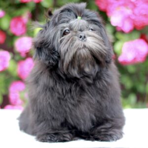 Sting Shih Tzu