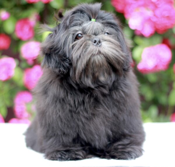 Sting Shih Tzu
