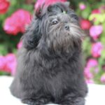 Sapfir Shih Tzu