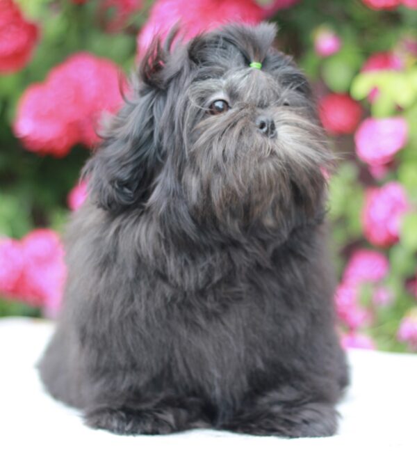 Sting Shih Tzu