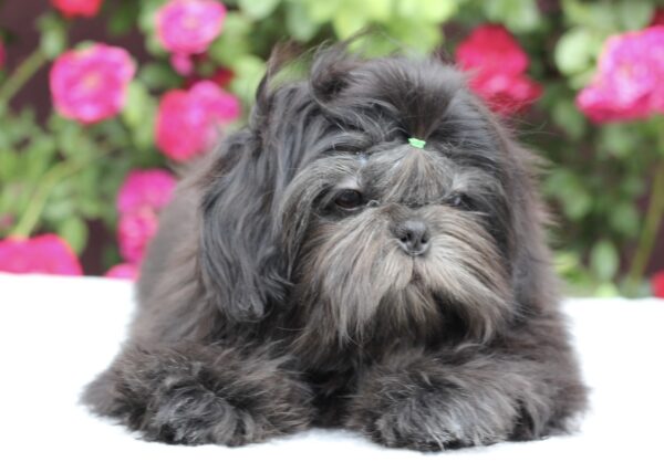 Sting Shih Tzu