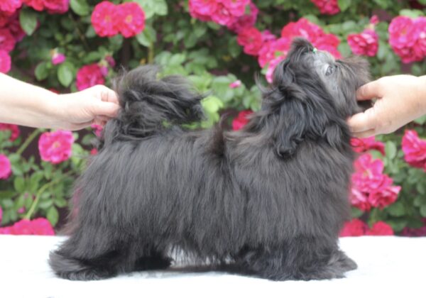 Sting Shih Tzu