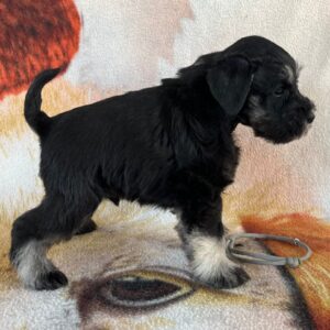 Stu Miniature Schnauzer
