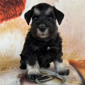 Stu Miniature Schnauzer
