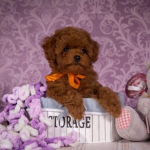 Sussi Toy Poodle