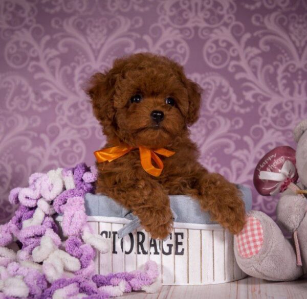 Sussi Toy Poodle