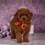 Sussi-female-Toy-Poodle-puppy-for-sale-2