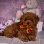 Sussi-female-Toy-Poodle-puppy-for-sale-3