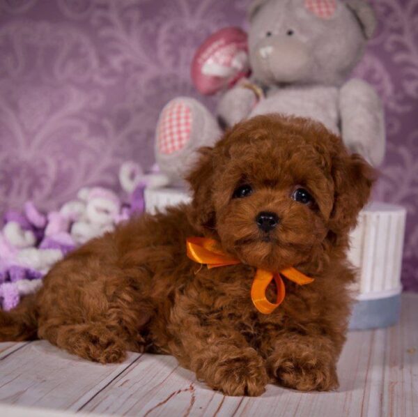 Sussi Toy Poodle