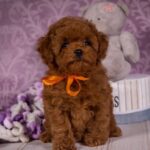 Sussi-female-Toy-Poodle-puppy-for-sale-4