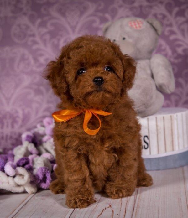 Sussi Toy Poodle