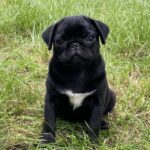 Taria-female-Pug-puppy-for-sale-1 (1)