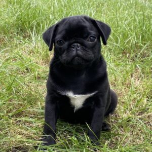 Taria Pug