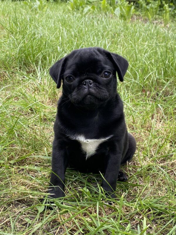 Taria Pug