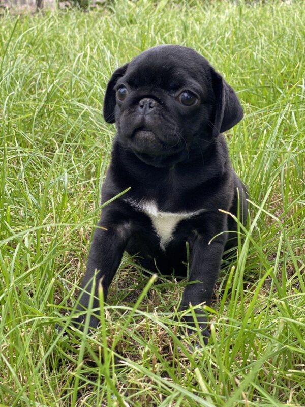 Taria Pug