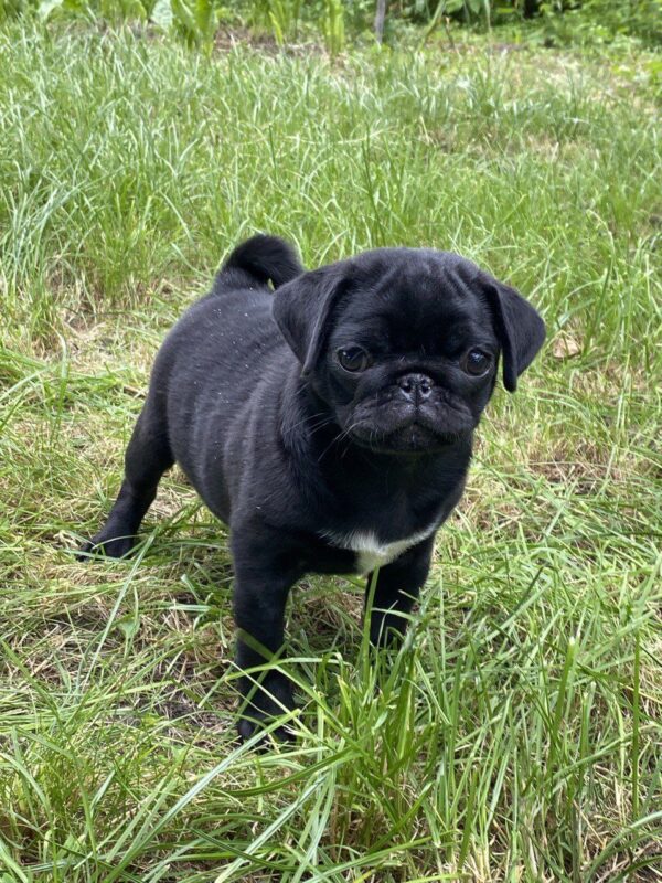 Taria Pug