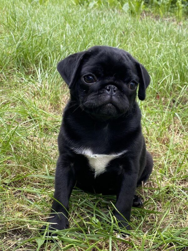 Taria Pug